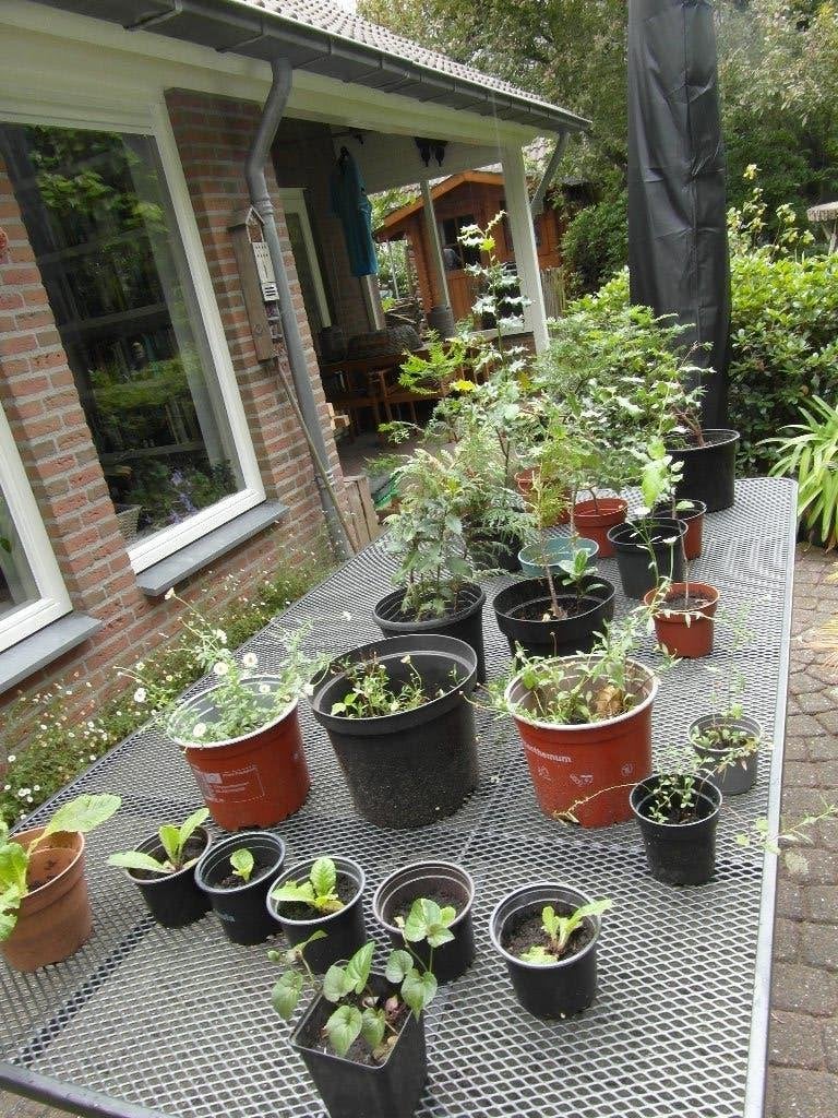 tuinplanten  stekjes, zaailingen, diverse soorten en grootte, Ophalen, Vaste plant, Overige soorten, Halfschaduw