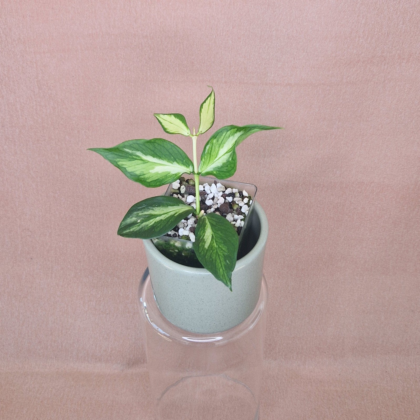 Hoya Polyneura Inner Variegated, Verzenden, Overige soorten, Halfschaduw, Minder dan 100 cm