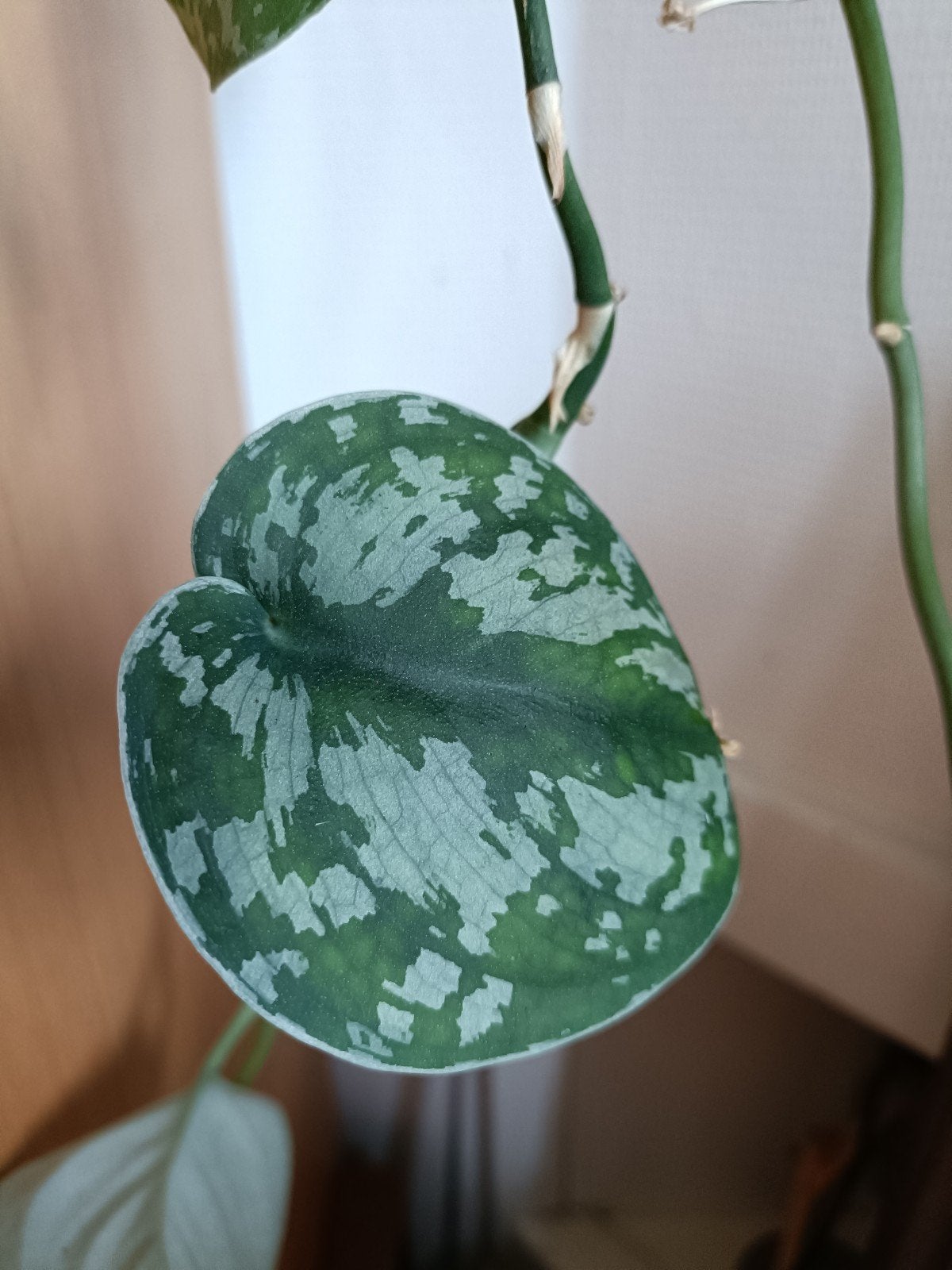 Scindapsus Pictus 'Argyraeus' - Epipremnum, Huis en Inrichting, Kamerplanten, Ophalen, Halfschaduw, Minder dan 100 cm