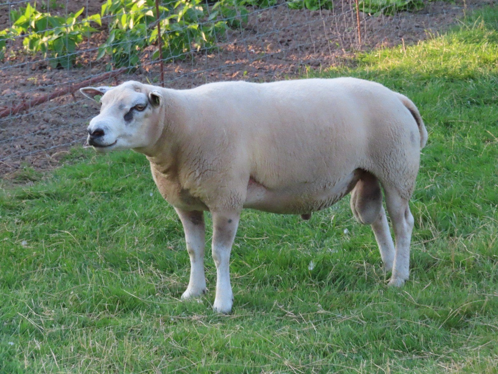 Dekrammen Witte Texelaar met ruime ontwikkeling, Mannelijk, Schaap
