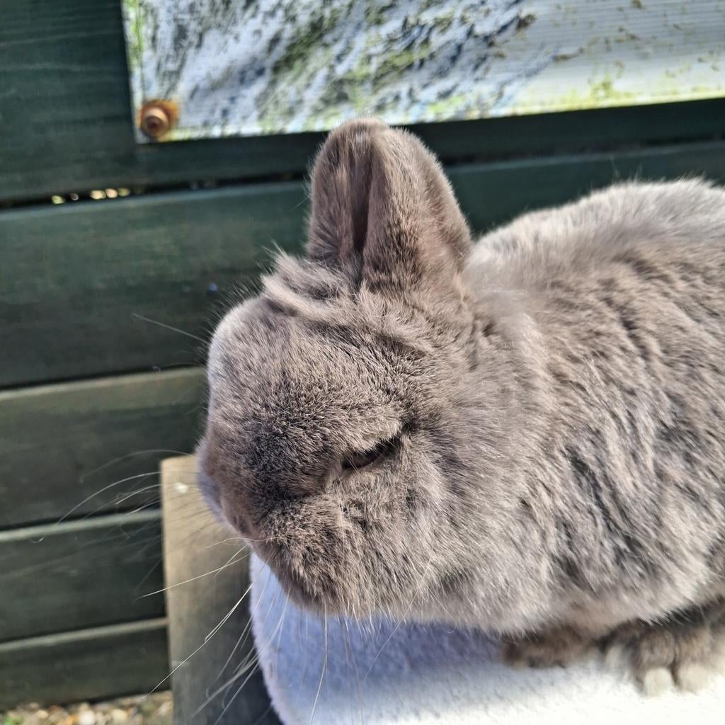 Feh voedster, Dieren en Toebehoren, Konijnen, Vrouwelijk, Dwerg