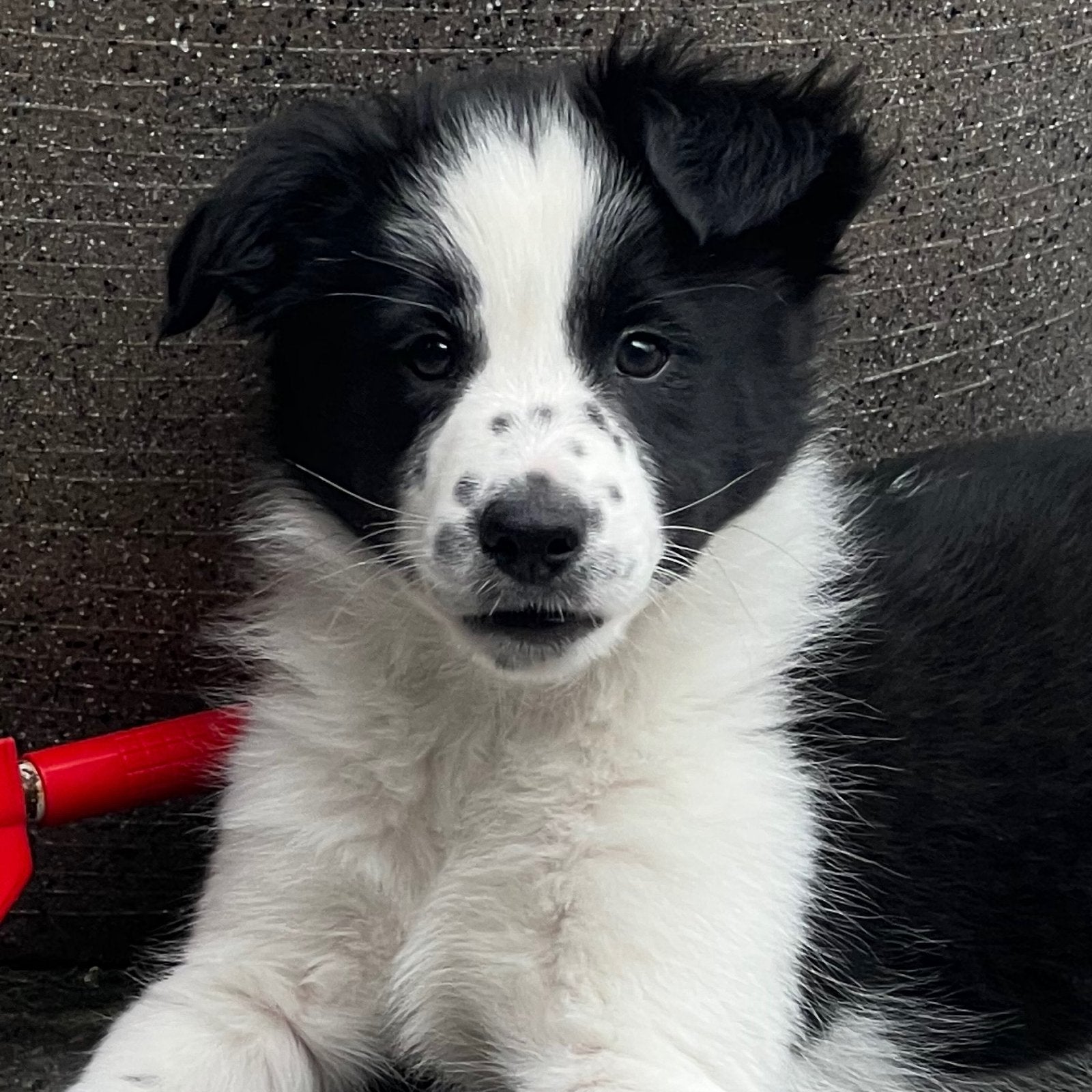 Border Collie pups - NOG 1. zwart -WITTE REUTJES BESCHIKBAAR, Dieren en Toebehoren, Honden | Herdershonden en Veedrijvers, Overige rassen