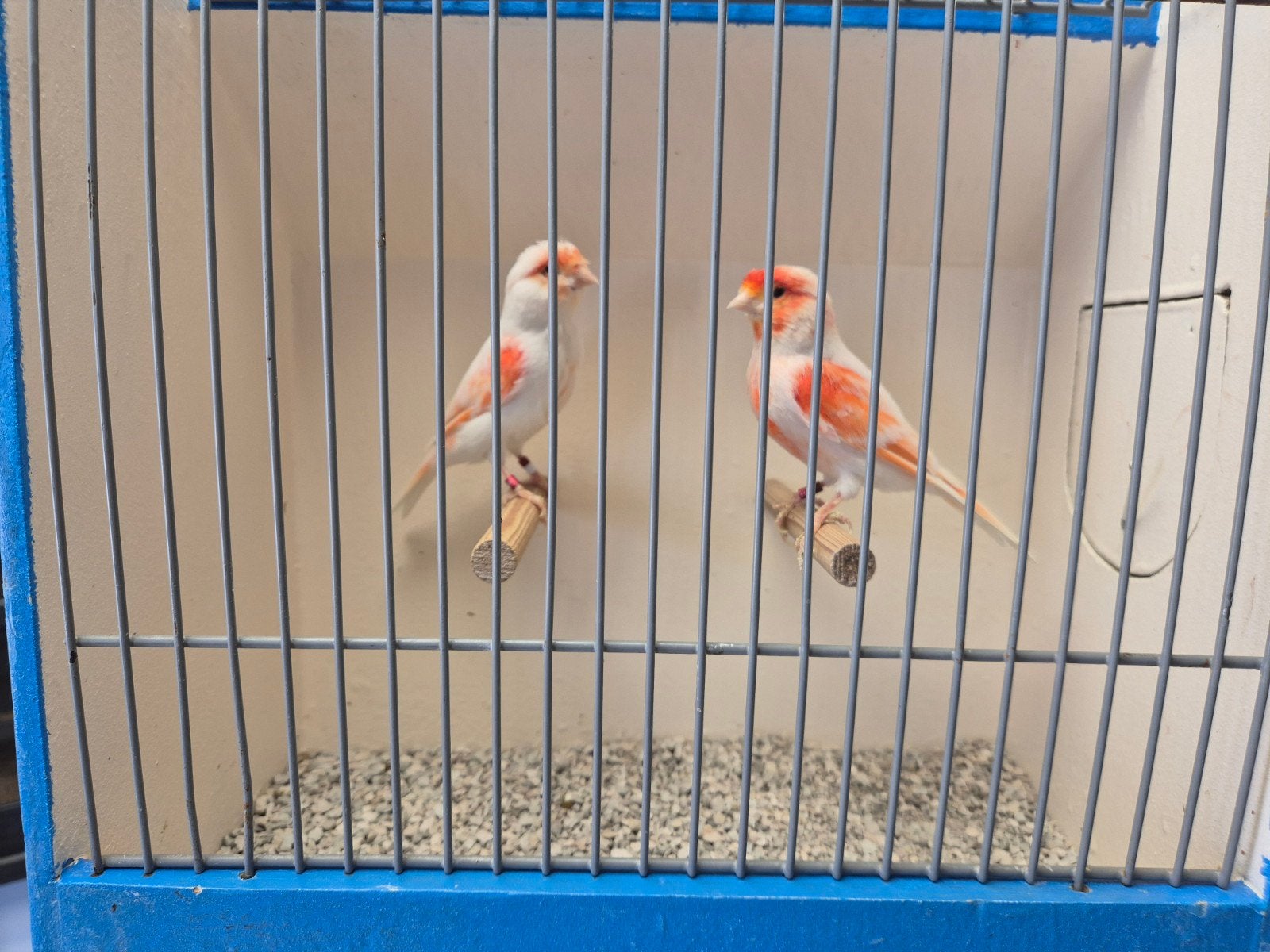 Koppels Rood mozaïek Kanaries, Meerdere dieren