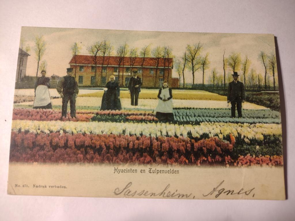 Sassenheim Hyacinten en Tulpenvelden, Ophalen of Verzenden