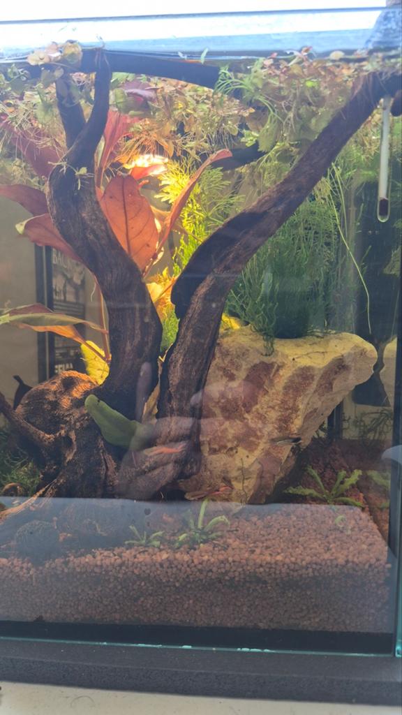 Aquarium tekoop inc vissen en garnalen, Dieren en Toebehoren, Vissen | Aquariumvissen, Vis, Zoetwatervis