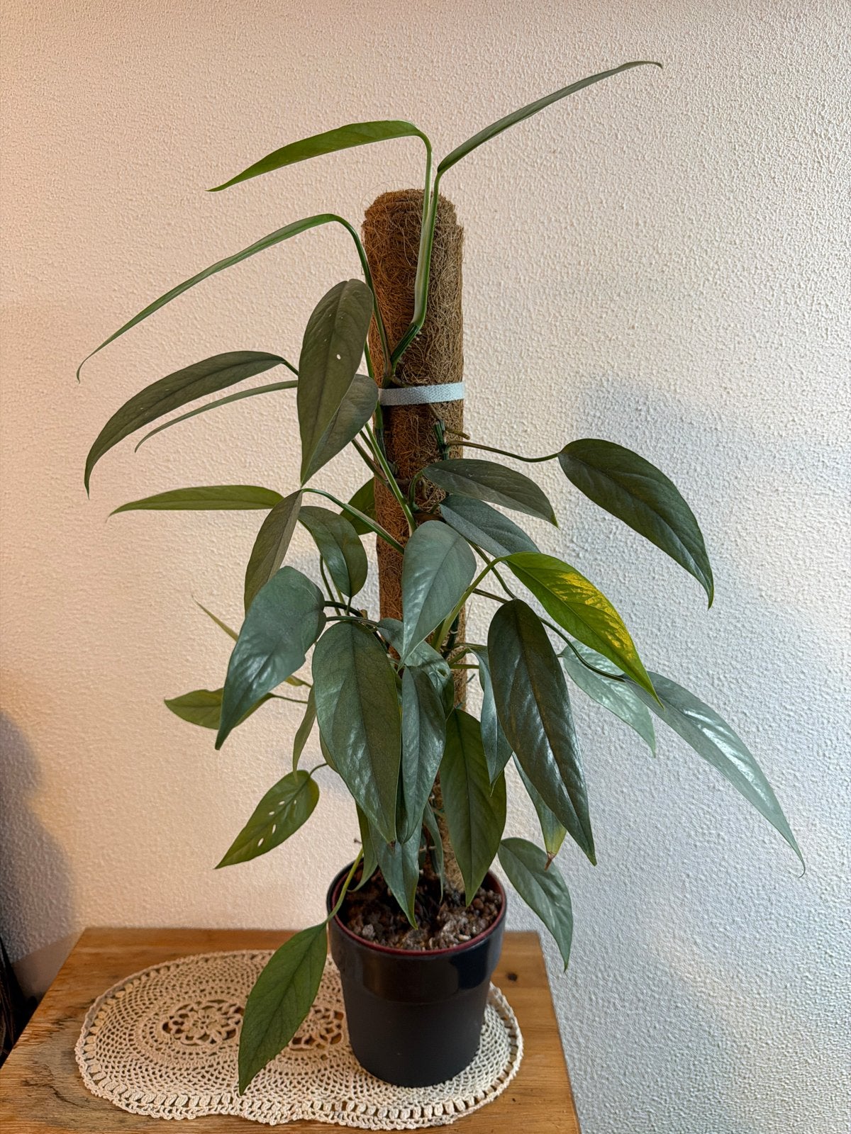 Epipremnum Cebu Blue, Huis en Inrichting, Kamerplanten, Ophalen, Halfschaduw, Minder dan 100 cm