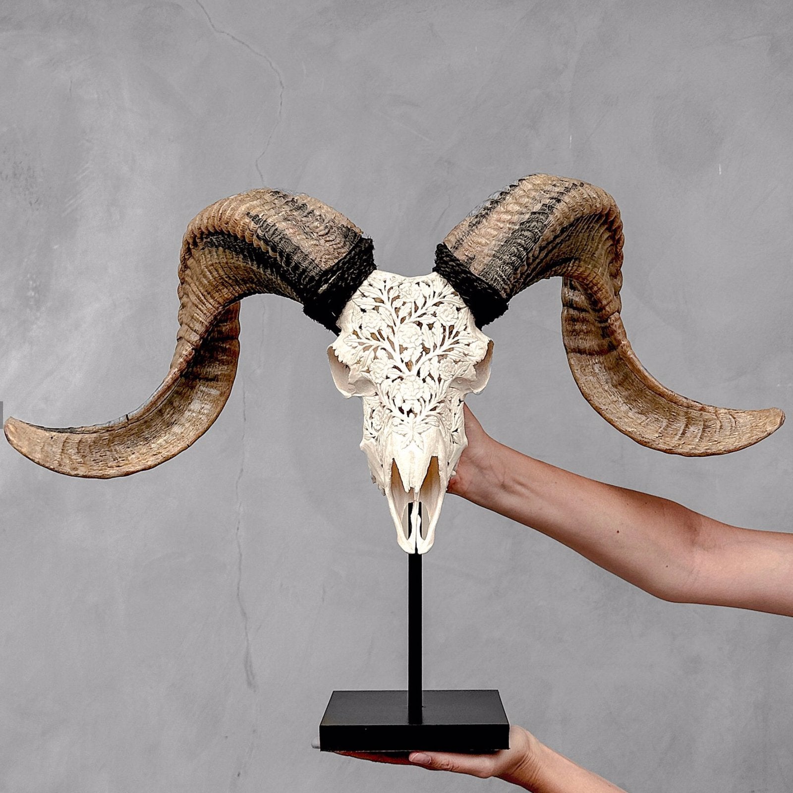 Schedel ram, met de hand gegraveerd, Ophalen of Verzenden, Gebruikt, Wild dier, Schedel