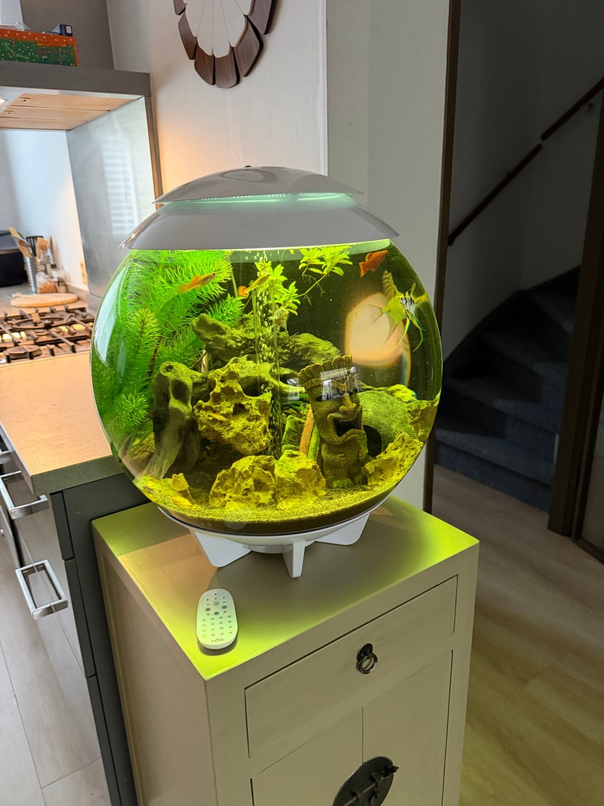 Biorb 60 liter compleet, Dieren en Toebehoren, Ophalen of Verzenden