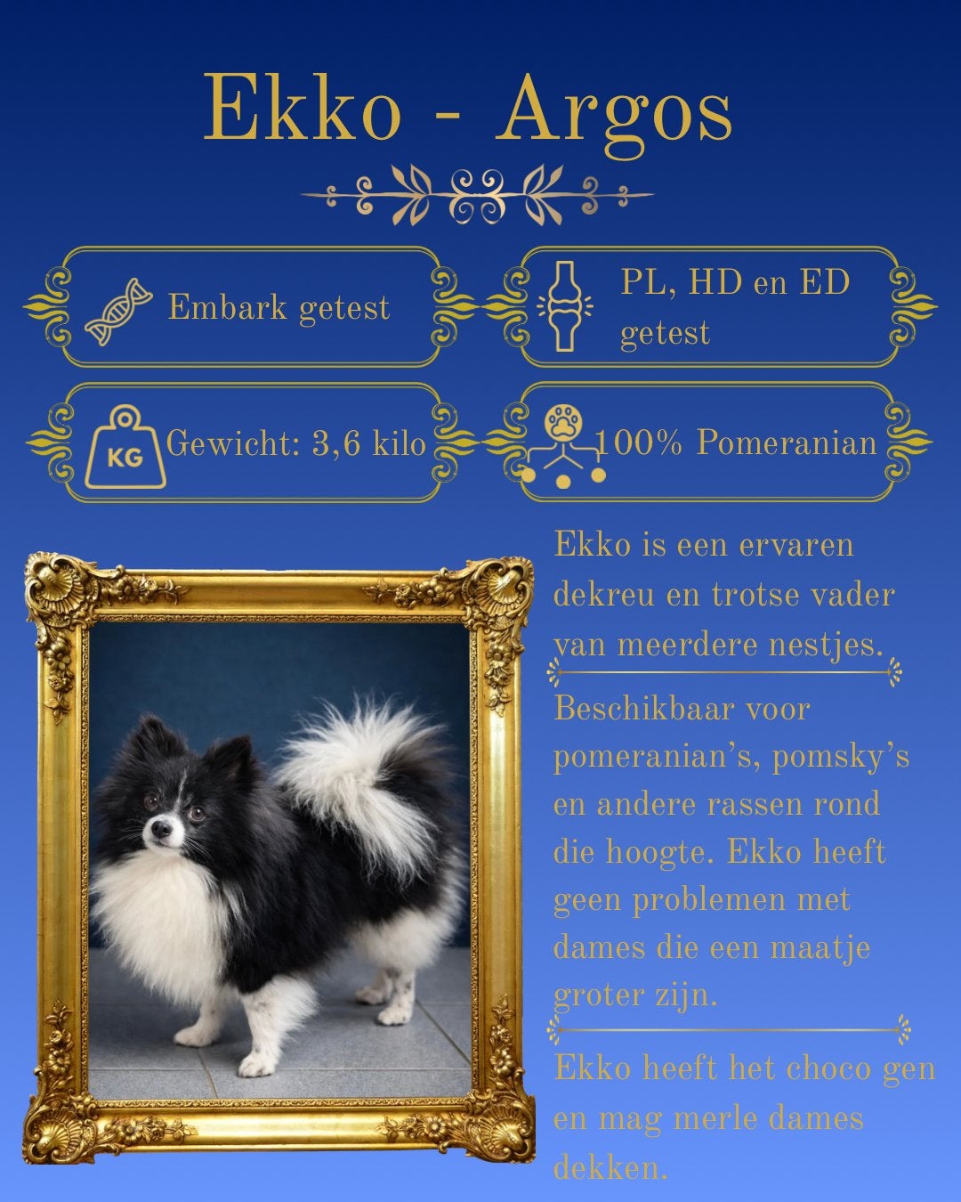 Pomeranian Pomeriaan Dwerg Klein Kees Dekreu, Dieren en Toebehoren, Keeshond, Reu, Parvo, Eén hond