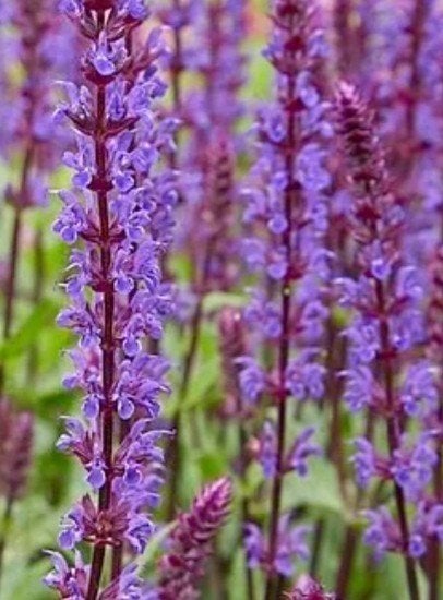 Salvia nemorosa P9 - Vaste plant voor volle zon, Overige soorten, Volle zon, Vaste plant, Ophalen of Verzenden