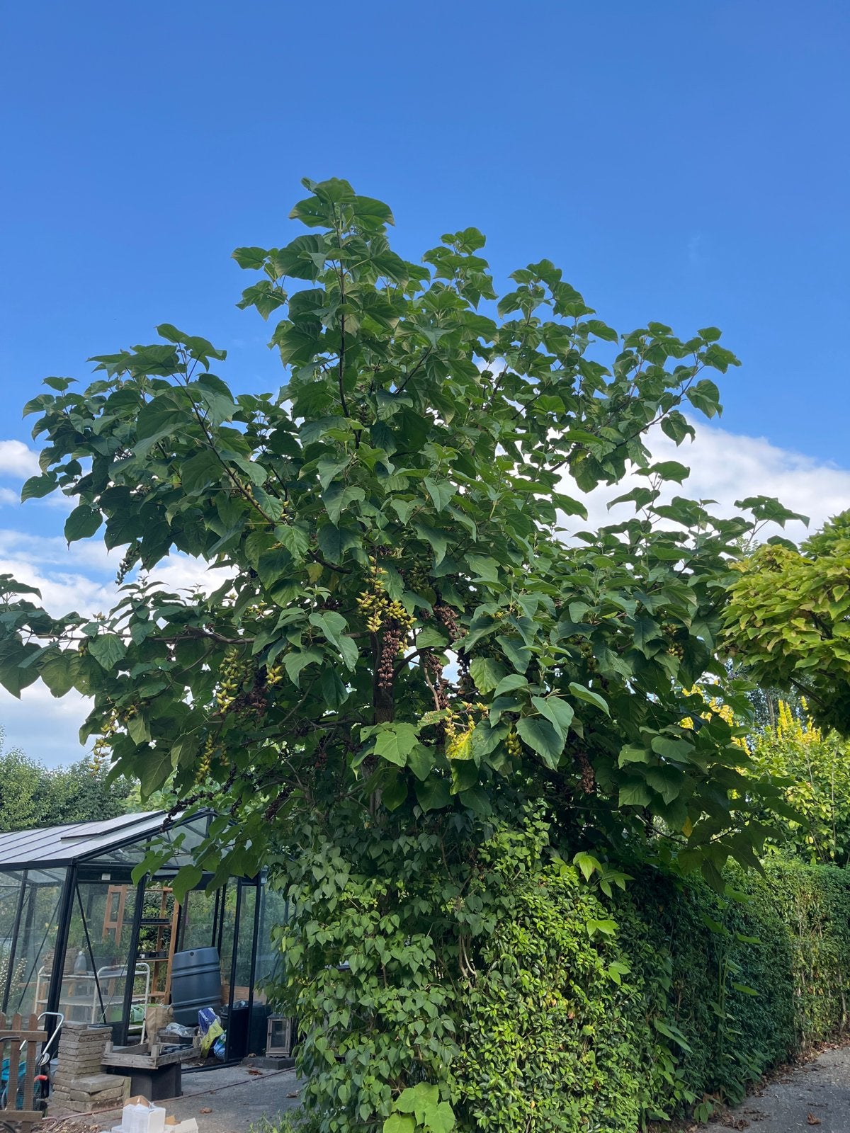 Grote Paulownia boom (Keizersboom), Tuin en Terras, Planten | Bomen, Overige soorten, Lente, 400 cm of meer, Ophalen