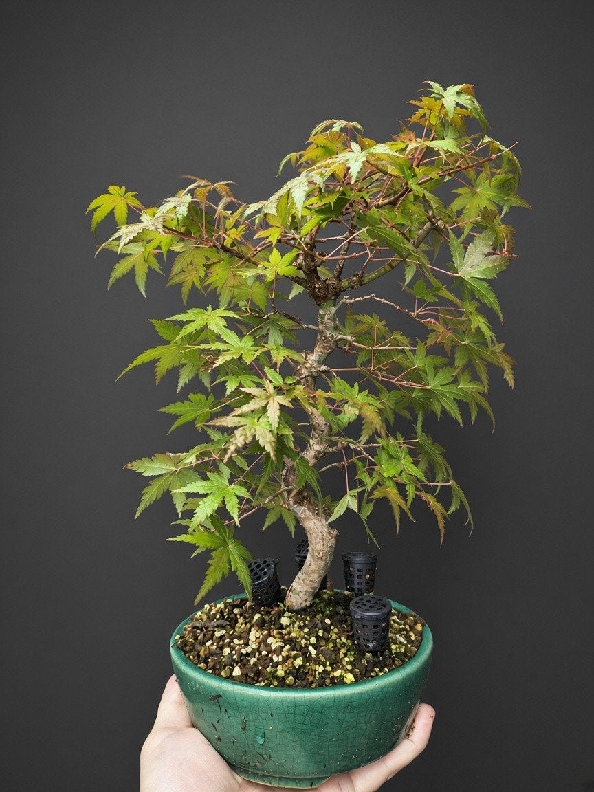 Mame/Shohin Acer Palmatum Bonsai, Vaste plant, Bloeit niet, Halfschaduw, Ophalen