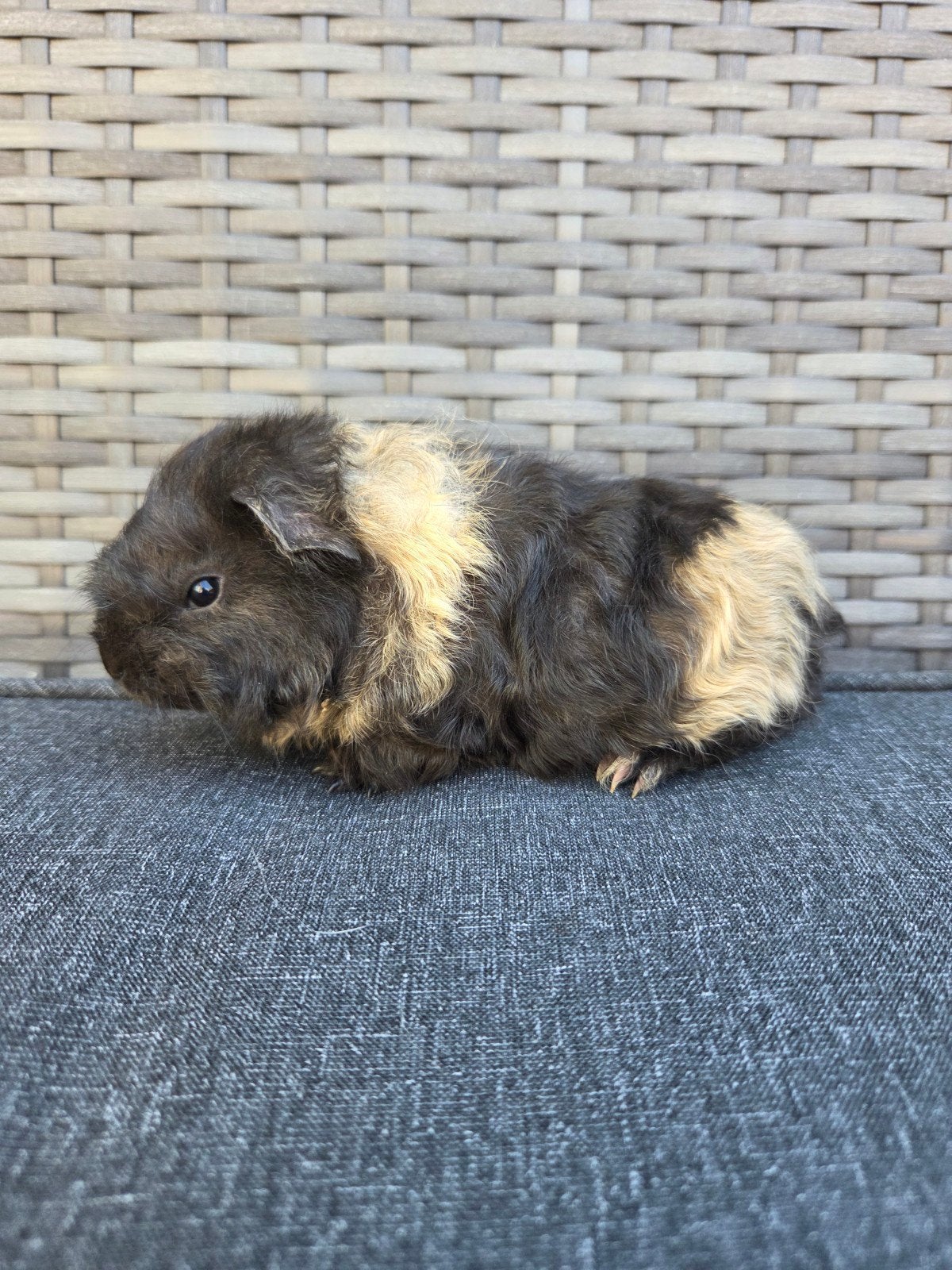 jong cavia beertje, Dieren en Toebehoren, Knaagdieren, Mannelijk, Cavia, Juli, Tam