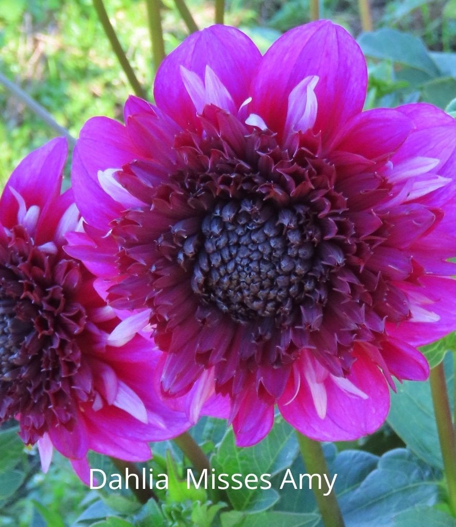 Dahlia Misses Amy knollen reservering, Ophalen of Verzenden, Voorjaar, Volle zon, Knol