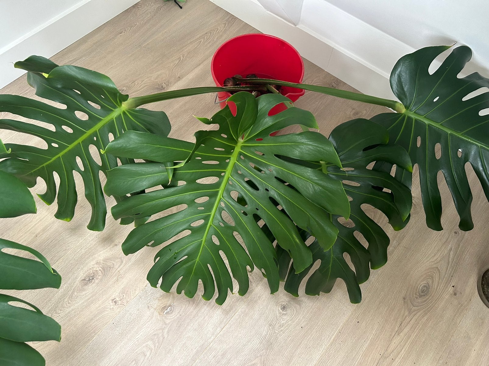 Large Monstera Deliciosa Mid Cuttings (Stekken), Ophalen, Halfschaduw, Minder dan 100 cm