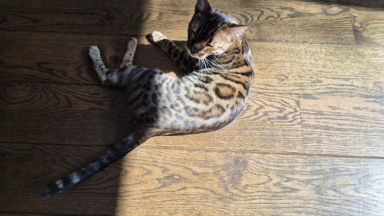 Gezocht: Liefdevol thuis voor Bengaalse kat, Poes, Gechipt