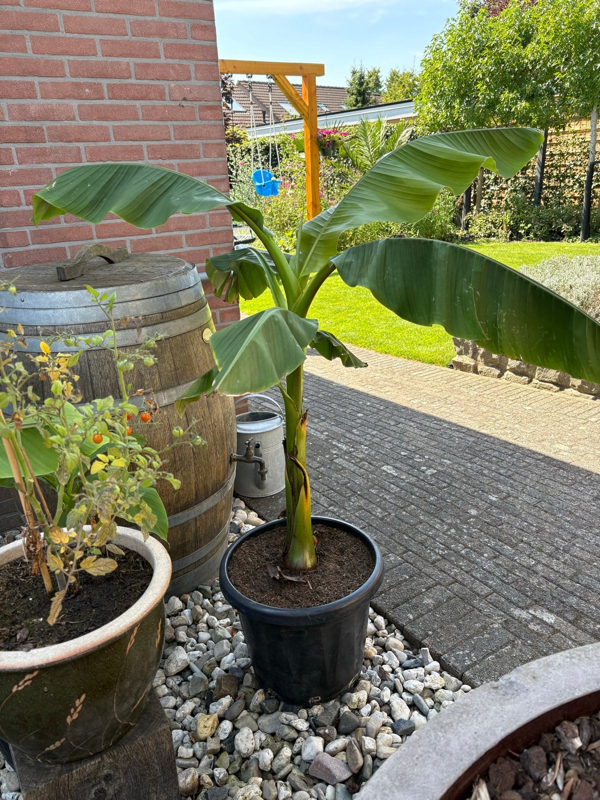 Musa Basjoo bananenplanten, Tuin en Terras, Volle zon, Vaste plant, Bloeit niet, Ophalen