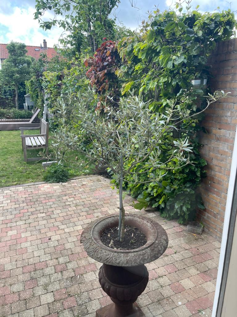 Olijfboompjes zonder pot 2 stuks, Tuin en Terras, Volle zon, Bloeit niet, Minder dan 100 cm, Overige soorten