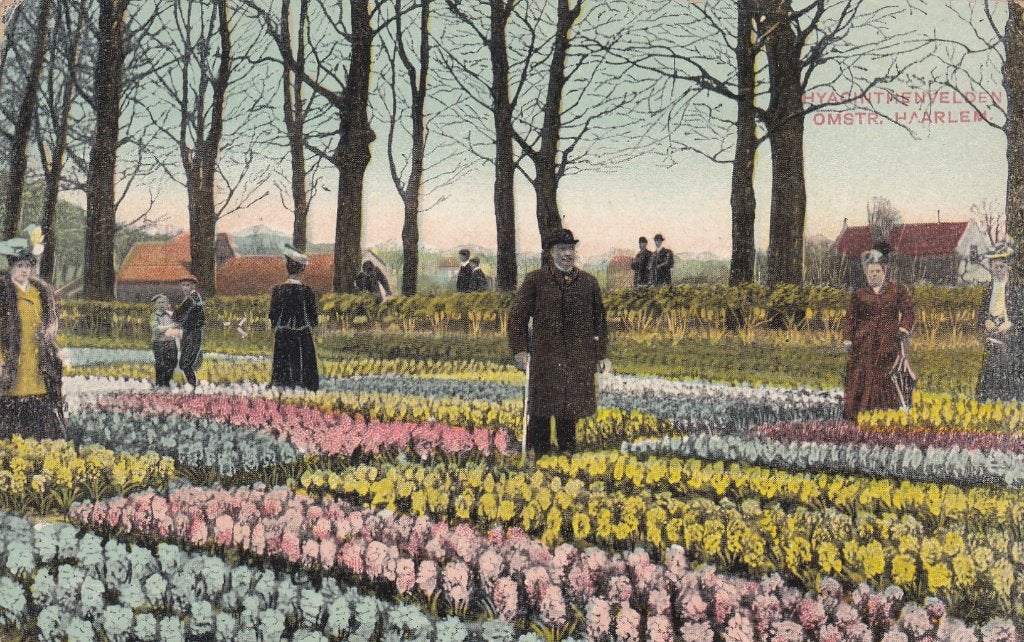 haarlem hyacint velden   1909 volk en zegel tekst, Ophalen of Verzenden, Voor 1920, Noord-Brabant