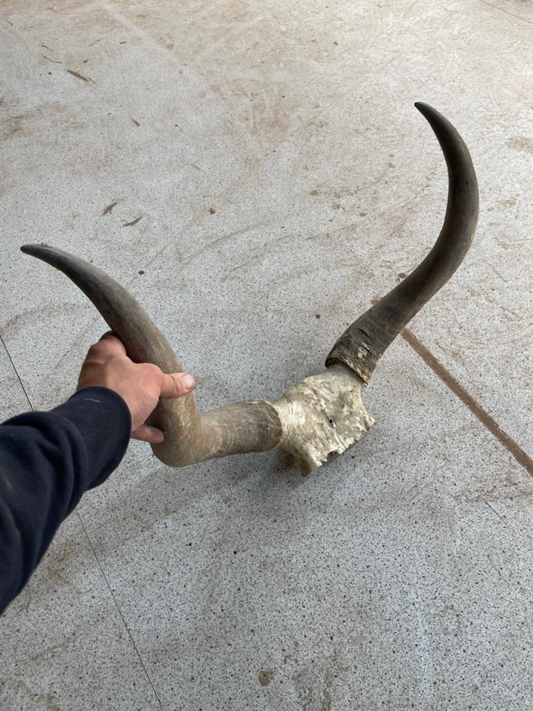Mooie horens, longhorn, hoorns, Ophalen of Verzenden
