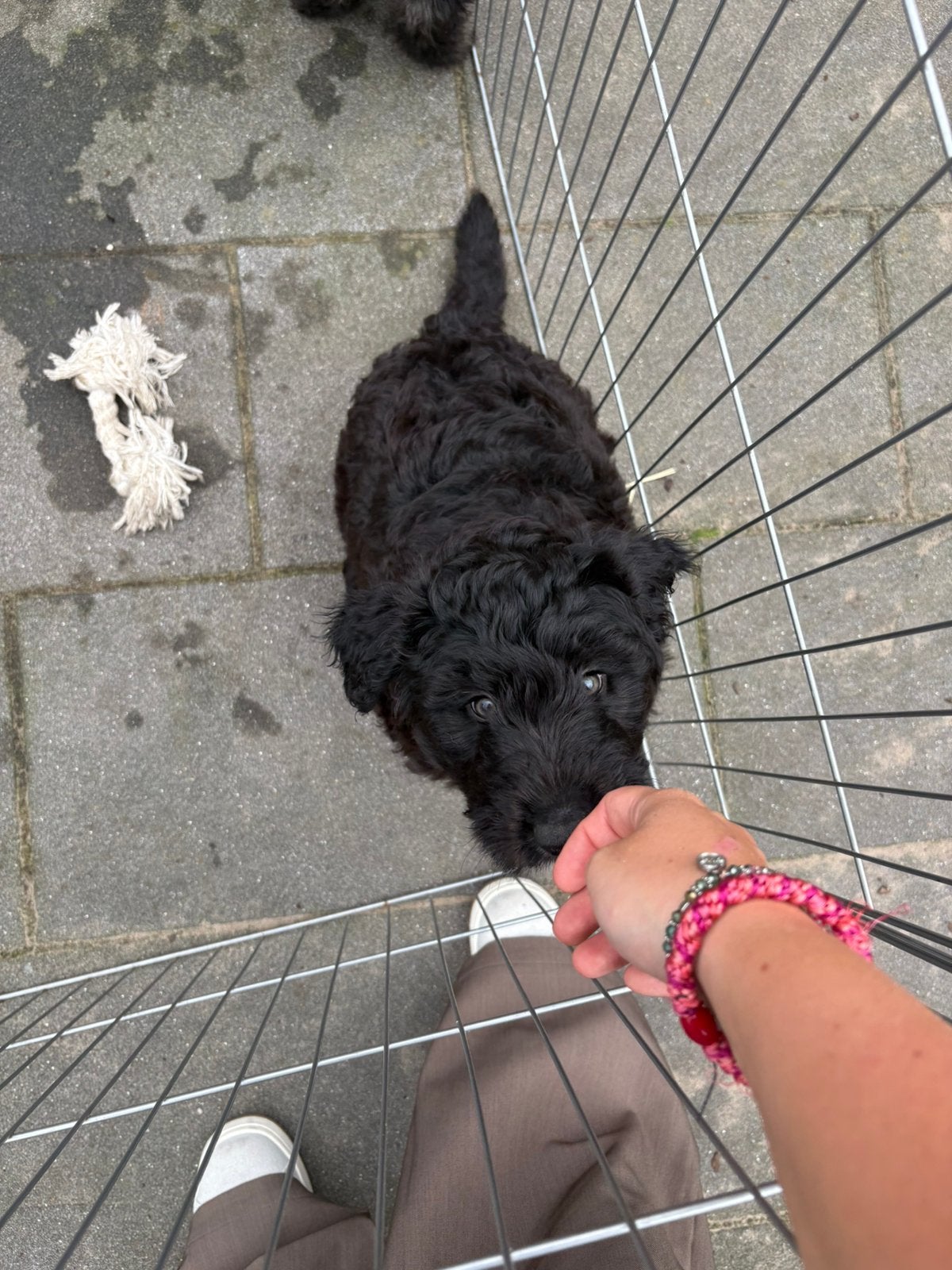 Pup met doodle look (kruising poedel-pomsky) MAG METEEN MEE, 8 tot 15 weken, Parvo, Meerdere, Meerdere dieren