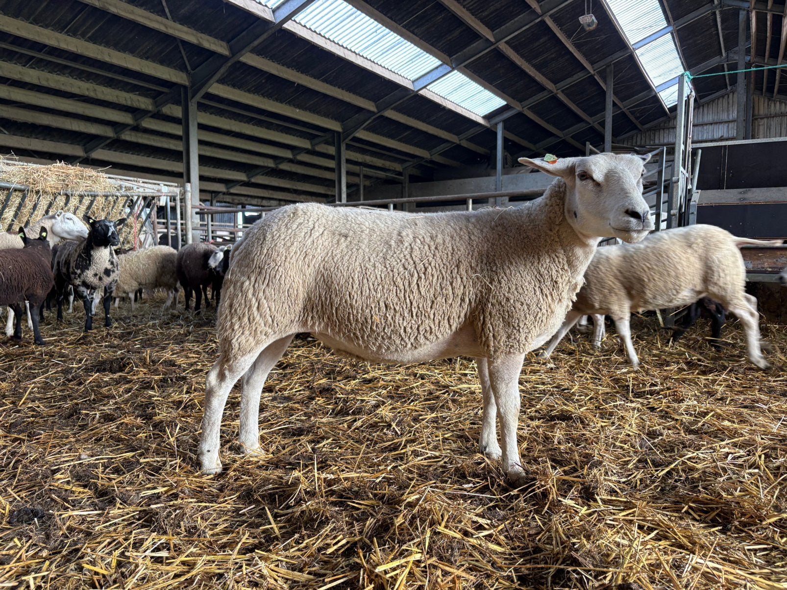 Koppel Swifterooien, zwoegervrij en ARR-ARR en dekram, Dieren en Toebehoren, Meerdere dieren, Schaap