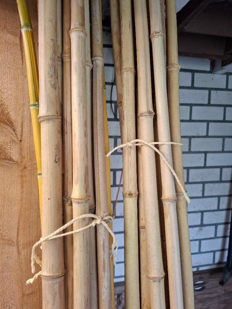 Bamboe stokken 25 mm, Ophalen, Bloeit niet, Overige soorten, Halfschaduw
