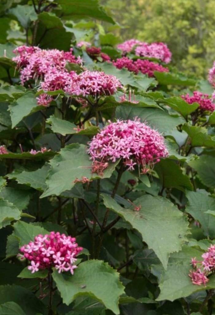 Pindakaasplant (Clerodendrum bungei) - Kleine plantjes, Tuin en Terras, Planten | Tuinplanten, Vaste plant, Overige soorten, Halfschaduw