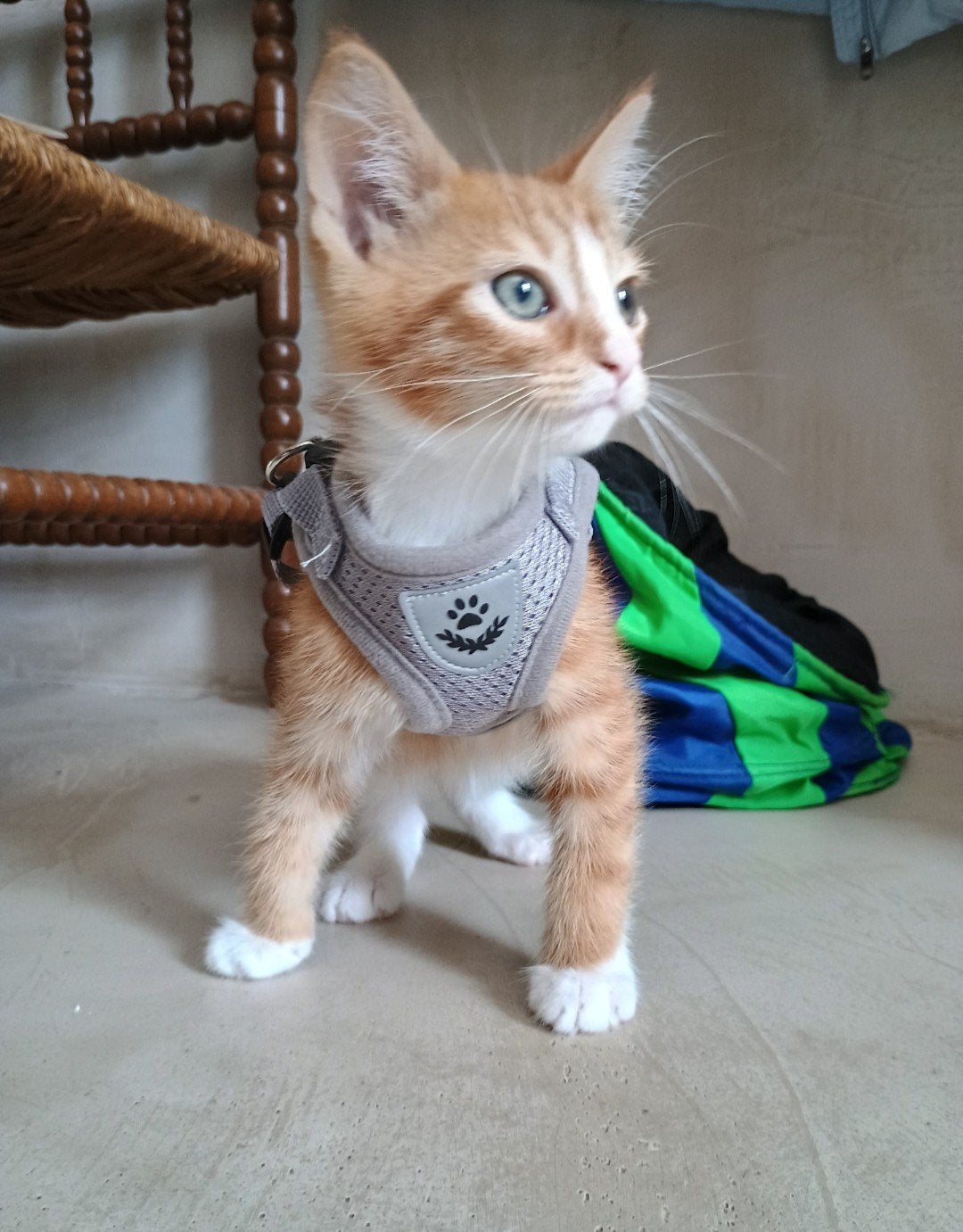 3 Kattentuigjes/Kittentuigjes + lijn, Dieren en Toebehoren, Katten-accessoires, Ophalen of Verzenden, Zo goed als nieuw