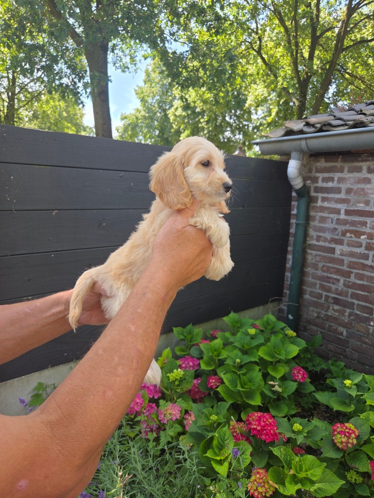 Zeer mooie Cockapoo pups te koop Cocker spaniel x poedel, Dieren en Toebehoren, Honden | Retrievers, Spaniëls en Waterhonden, Overige rassen