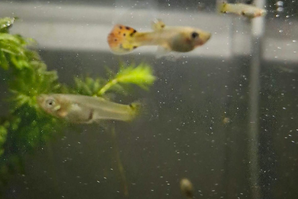 baby guppen, Vis, Zoetwatervis
