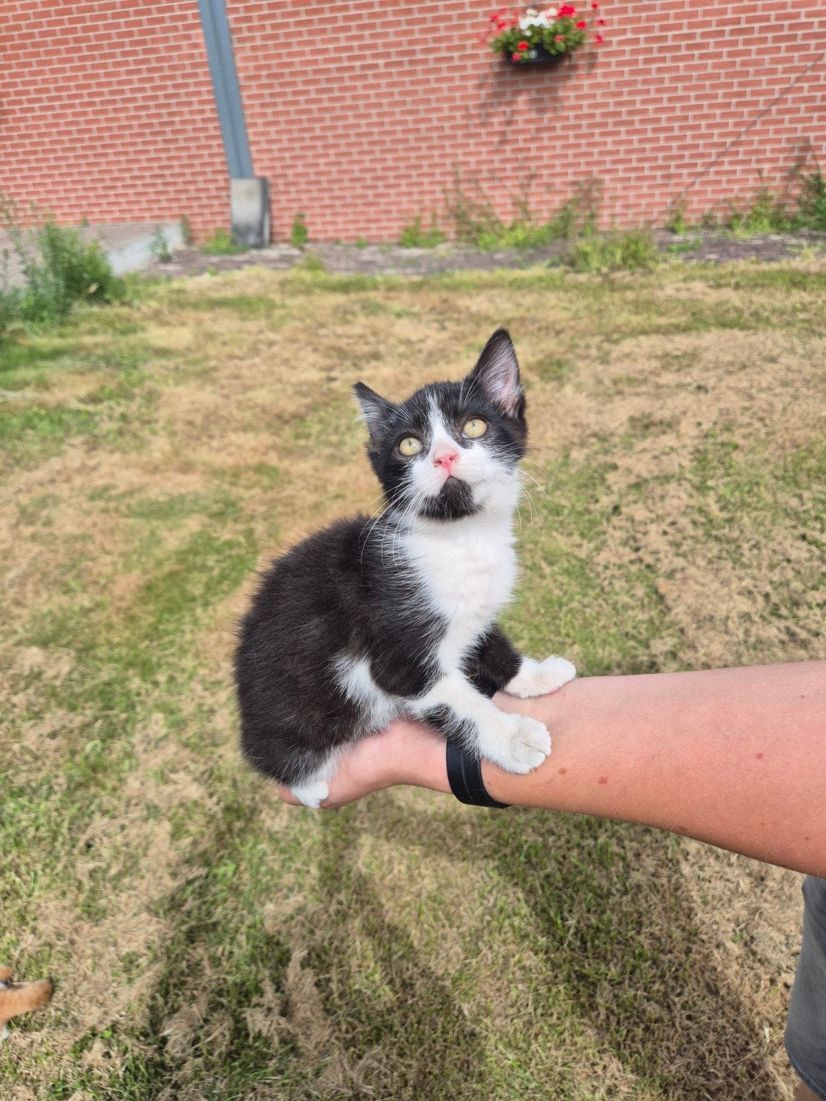 Kittens, Dieren en Toebehoren, Katten en Kittens | Overige Katten, Meerdere dieren, Kortharig, 0 tot 2 jaar