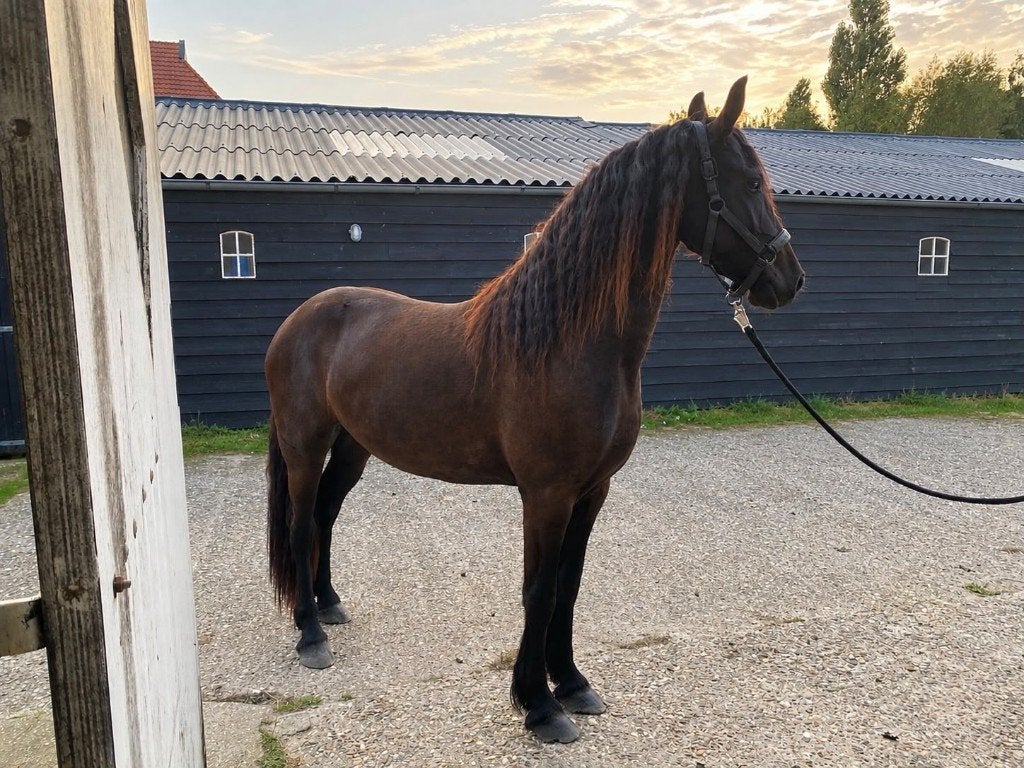 mooie brave jonge Friese merie te koop, Dieren en Toebehoren, Merrie, Met stamboom, Dressuurpaard, 0 tot 2 jaar