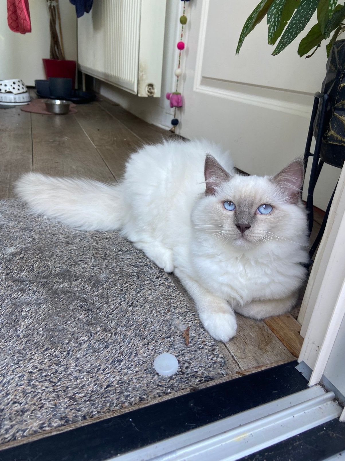 Ragdoll kittens lilac met STAMBOOM,  direct beschikbaar🩷, Dieren en Toebehoren, Katten en Kittens | Raskatten | Langhaar, Meerdere dieren