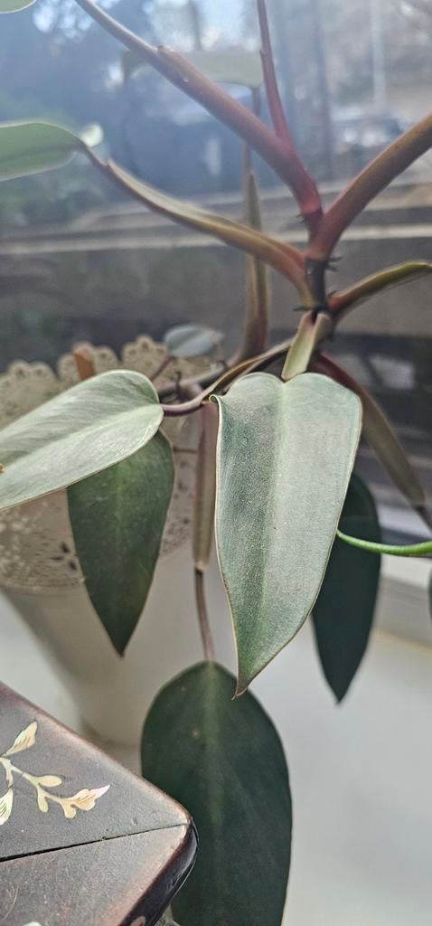 Philodendron Erubescens, Huis en Inrichting, Kamerplanten, Ophalen, Halfschaduw, Minder dan 100 cm