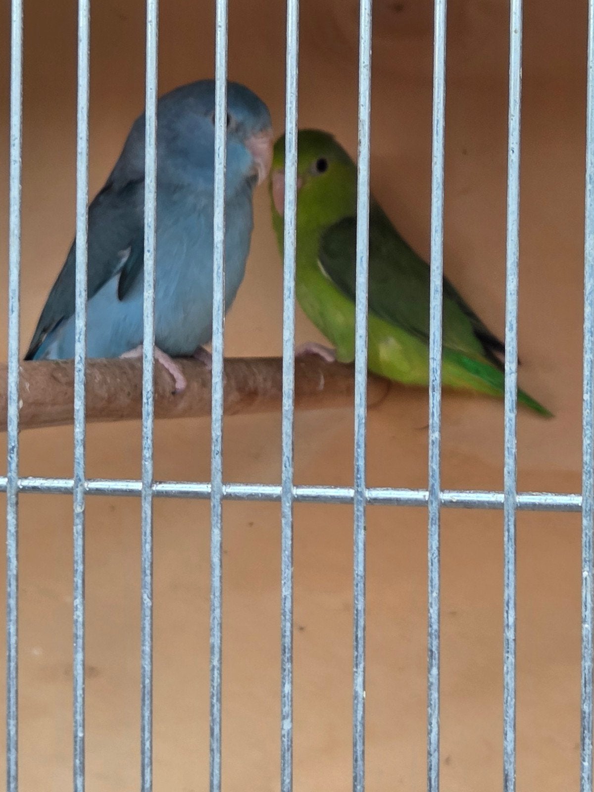 jonge forpus poppen, Vrouwelijk, Parkiet