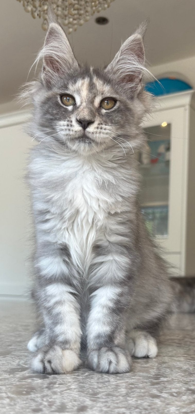Mooie maine coon kittens met stamboom, Meerdere dieren, Met stamboom, 0 tot 2 jaar