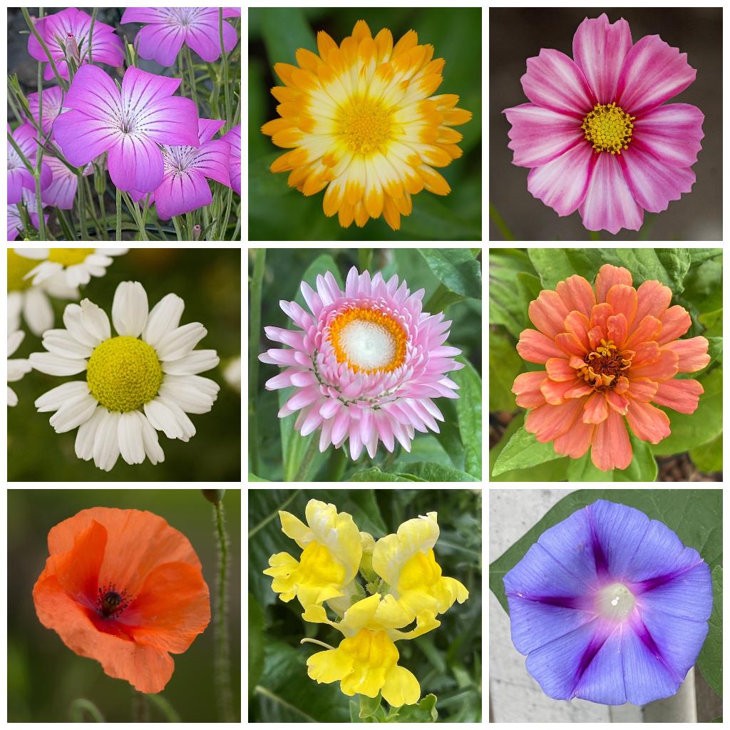 Mooie bloemzaden te koop, ruim 85 soorten, incl inheems!, Ophalen of Verzenden, Voorjaar, Volle zon, Zaad