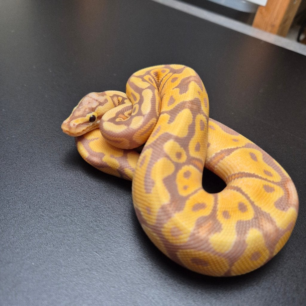 banana enchi pastel p. regius Ball Python photo 2