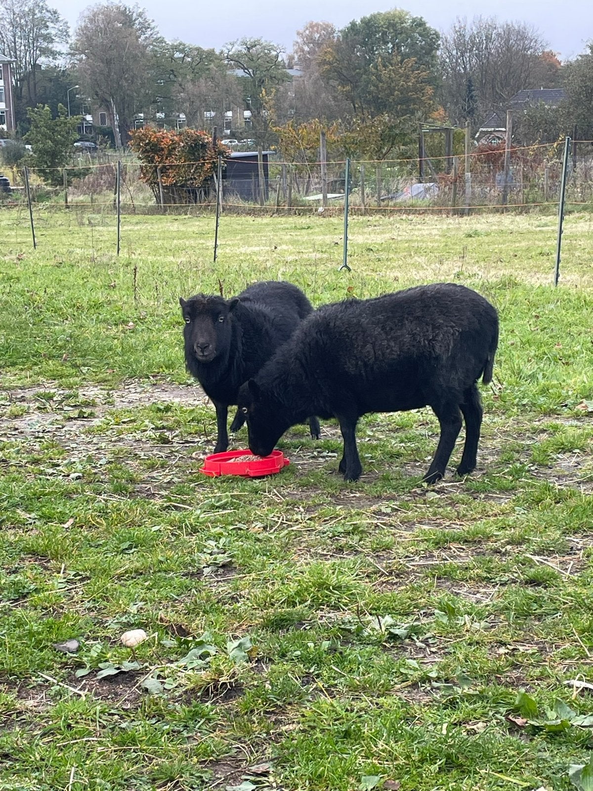 Verzorger gezocht, Dieren en Toebehoren, Mannelijk, Geit