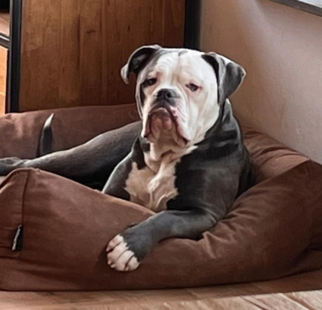 Goed huis gezocht voor onze 1,5 jarige Old English Buldog, Reu, 1 tot 2 jaar, Parvo, Bulldog