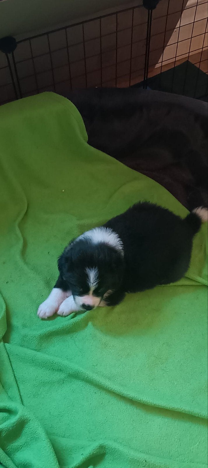Pups rottweiler/husky/kruising, 8 tot 15 weken, Meerdere, Meerdere dieren, Nederland