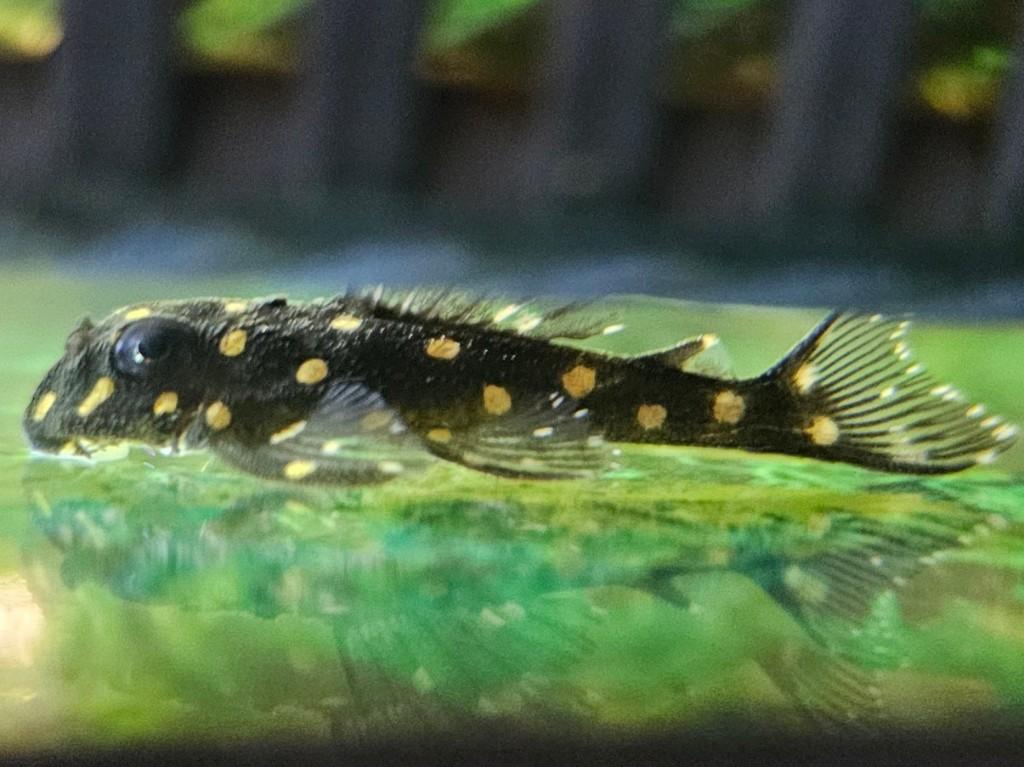 % 6 x Snowball Pleco L201 - Hypancistrus sp algeneter, Vis, Zoetwatervis