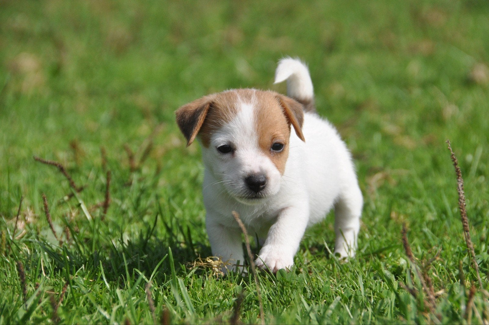 Te koop lieve kleine laagbenige Jack Russel pups., Dieren en Toebehoren, Jack Russell Terriër, 8 tot 15 weken, CDV (hondenziekte)