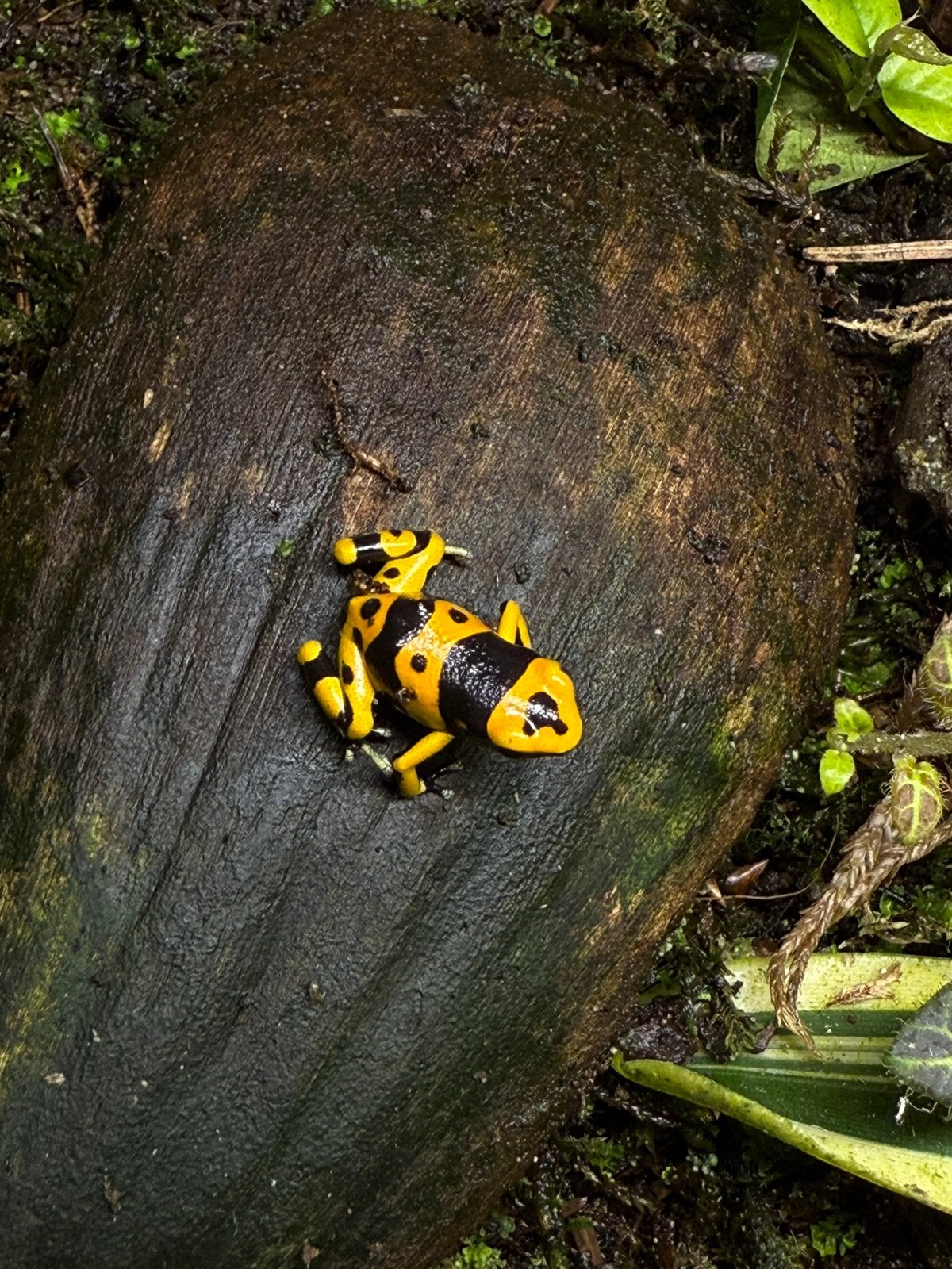 Dendrobates Leucomelas Frog - unknown for sale from C.D.Miranda