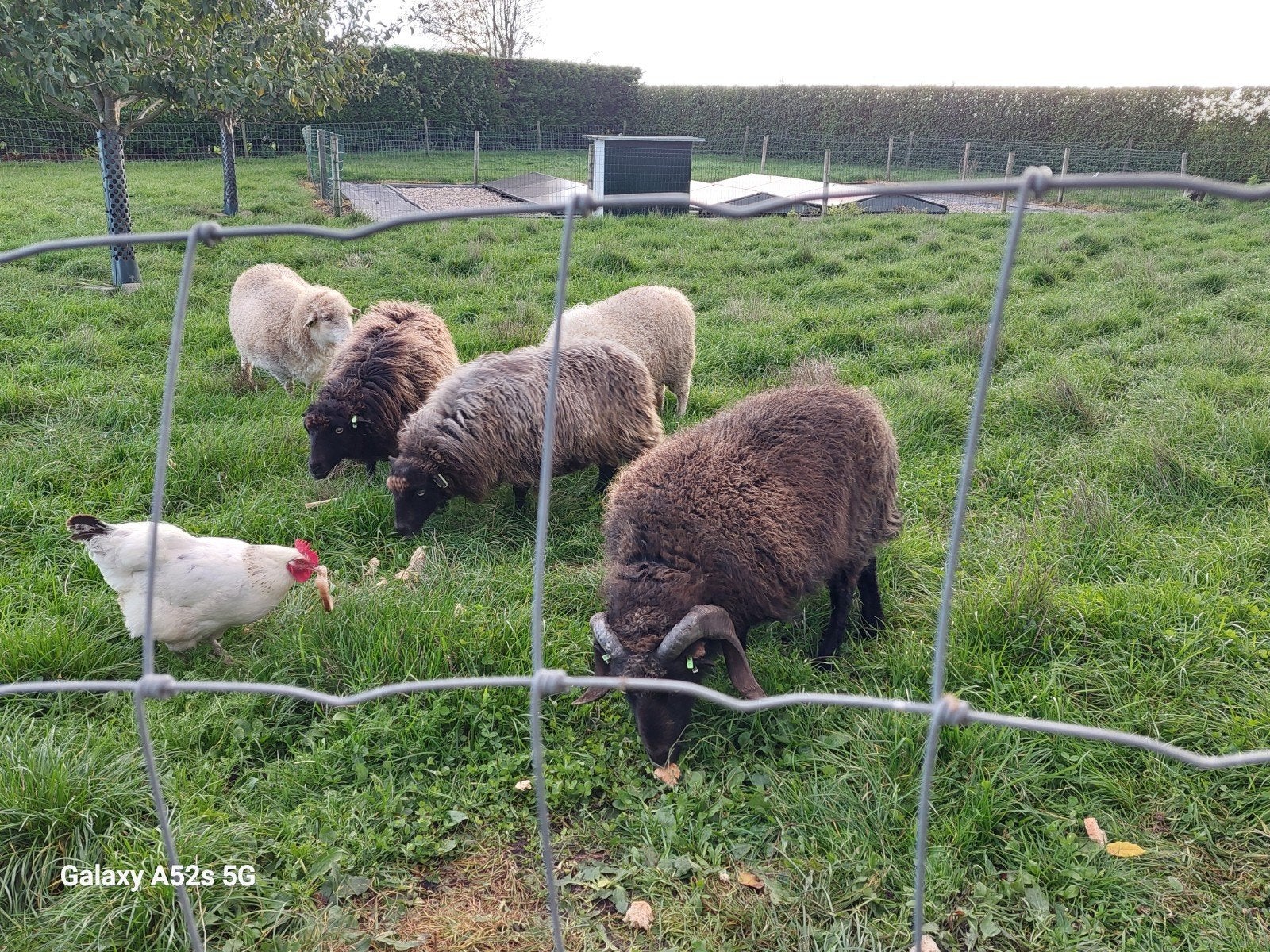 Ouessant schaapjes. Gratis, Dieren en Toebehoren, Vrouwelijk, Schaap, 3 tot 5 jaar