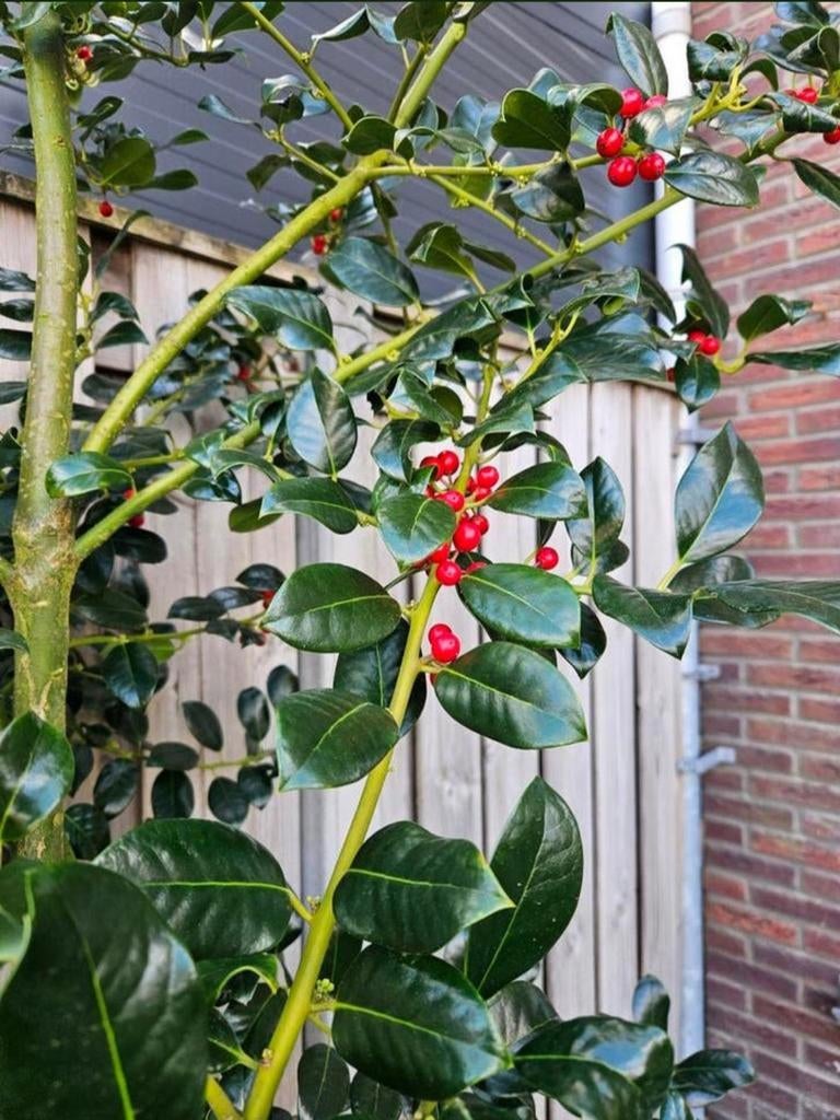 Prachtige gezonde hulstboom met rode bessen, Ophalen, Overige soorten