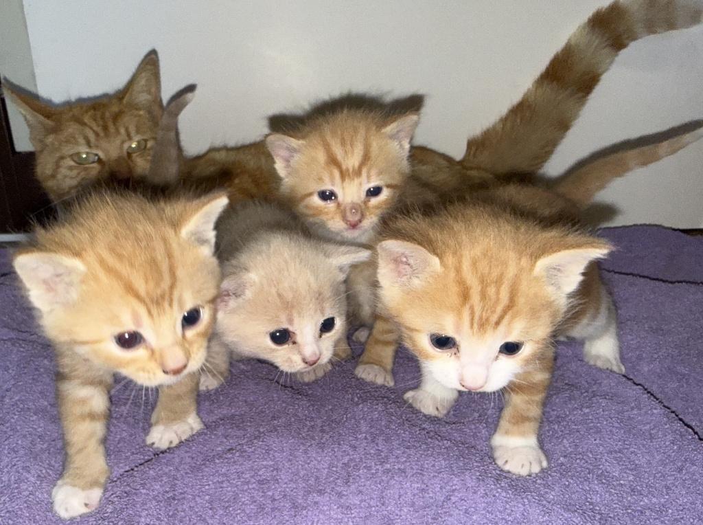 Lieve gezonde mooie kittens te koop, Dieren en Toebehoren, Katten en Kittens | Overige Katten, Meerdere dieren, Kortharig, 0 tot 2 jaar