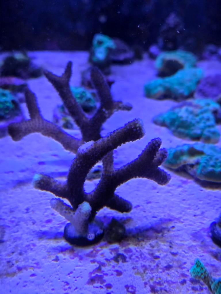 Paarste Stylopora, Dieren en Toebehoren, Vis