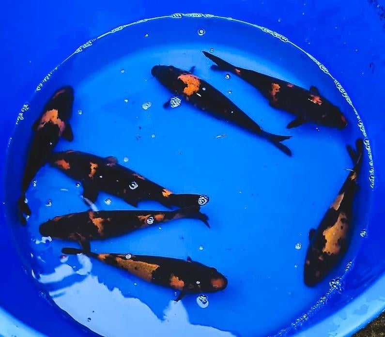 hi Utsuri Koi, Karper of Koi